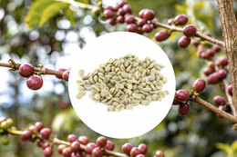 Sueño green coffee - Altura region - Decaffeinated - Mexico - 1kg