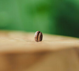 torr&eacute;fi&eacute; en france cafe en grain green lion coffee