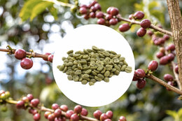 Green Coffee Beans Granja La Esperanza from Colombia Organic - 1kg