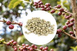 Green Coffee Beans Atitlan Region Guatemala - 1kg