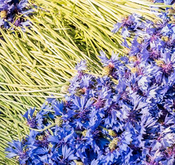 Ernte Teebl&Atilde;&frac14;ten Strau&Atilde; zum Aufgie&Atilde;en Horae