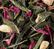 Miss Dammann loose leaf flavoured green tea - 100g - Dammann