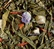 Macaron Cassis Violette loose leaf green tea  - 100g - Dammann